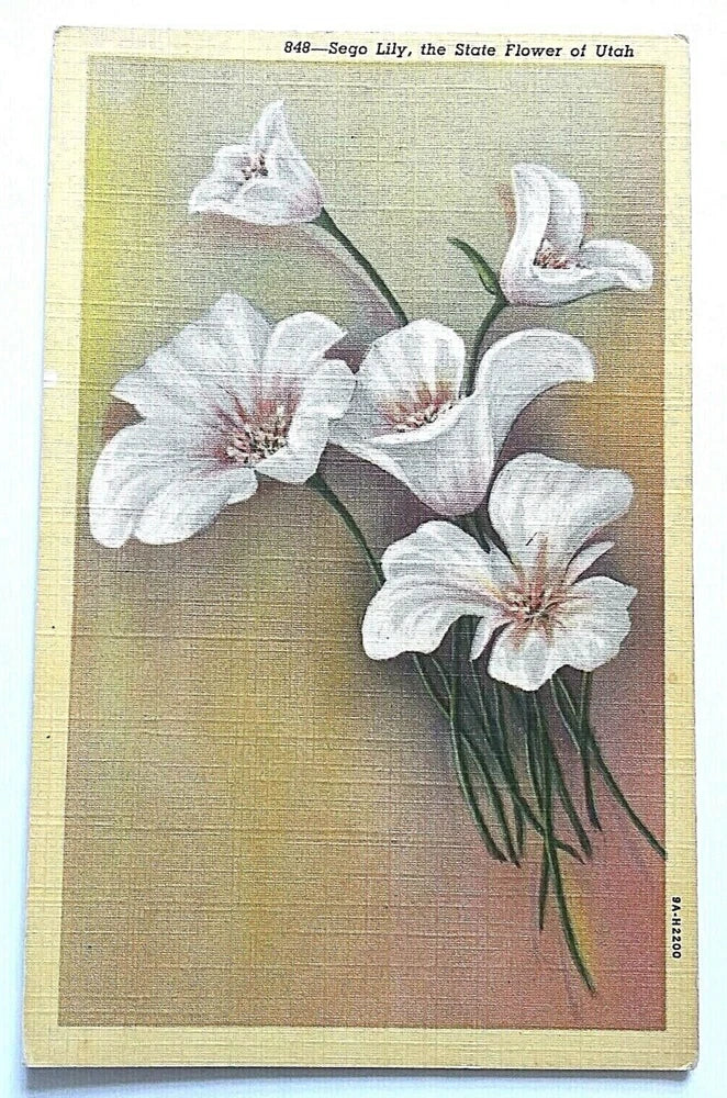 Linen postcard with white sego lily flowers and border, text at top and number 848