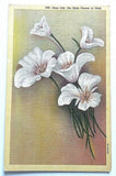 Linen postcard with white sego lily flowers and border, text at top and number 848