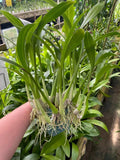 Green orchid plant with long leaves and dangling roots