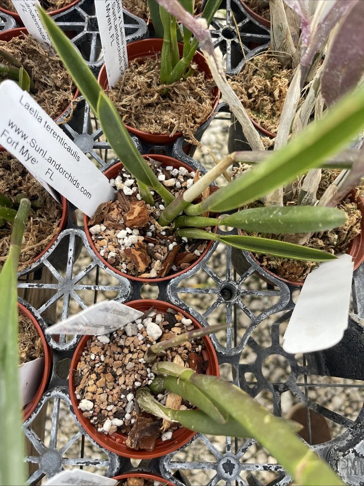 Orchid live rupicola Laelia terenticaulis - bare root Orchids