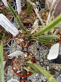 Orchid live rupicola Laelia terenticaulis - bare root Orchids
