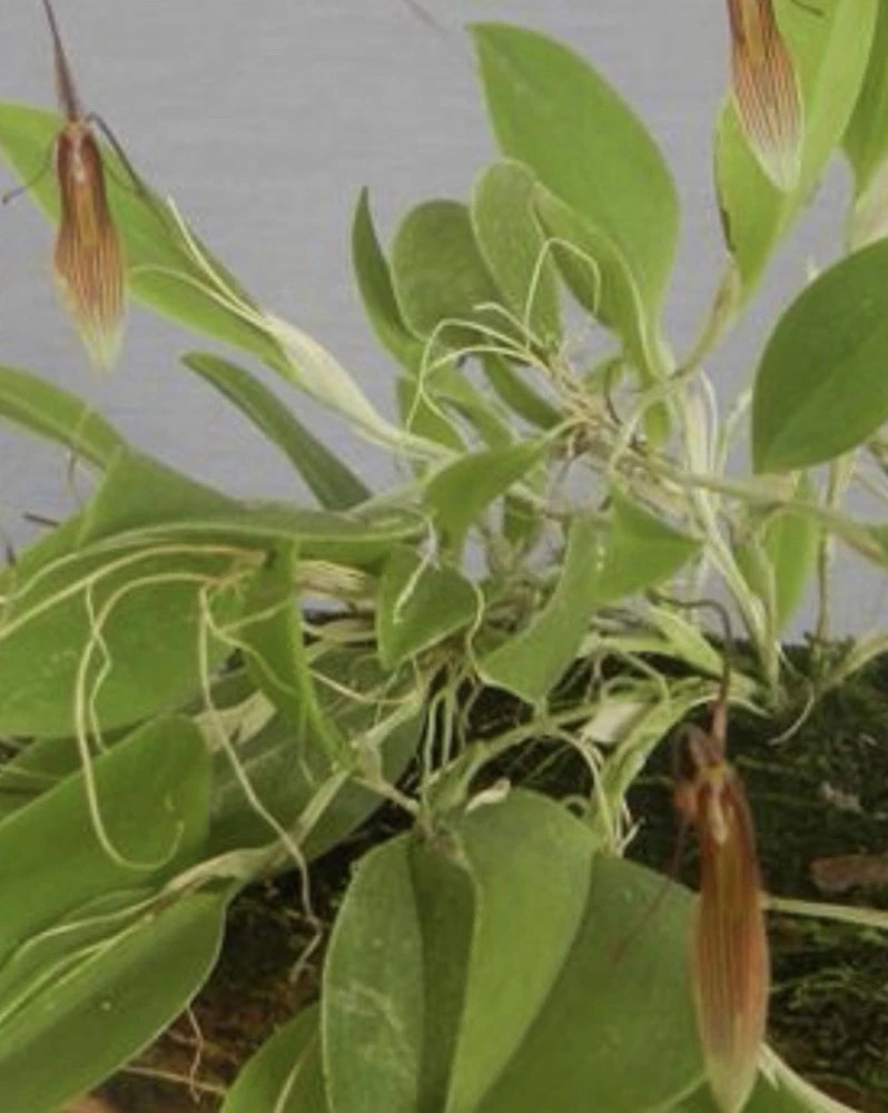 Orchid live Restrepia striata - potted - miniature orchid Orchids