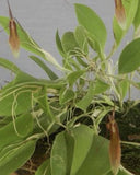 Orchid live Restrepia striata - potted - miniature orchid Orchids