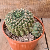 D5908 GYMNOCALYCIUM BALDIANUM OLD pot16-H11-W16 cm MaMa Cactus Green Plant