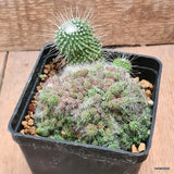 D6451 MAMMILLARIA SPINOSISSIMA UNPICO CRESTED pot10-H7-W12 cm  MaMa Cactus Green Plant