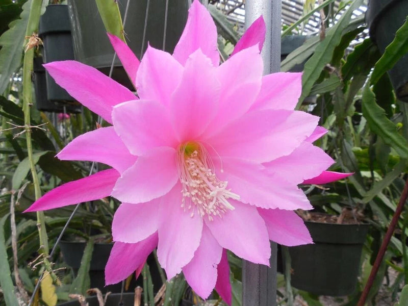 Pink orchid cactus bloom with layered petals and pale center
