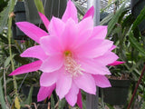 Epiphyllum, Orchid Cactus, " SWEET PRINCE ", Don's Quart pots MAR/3 Orchids