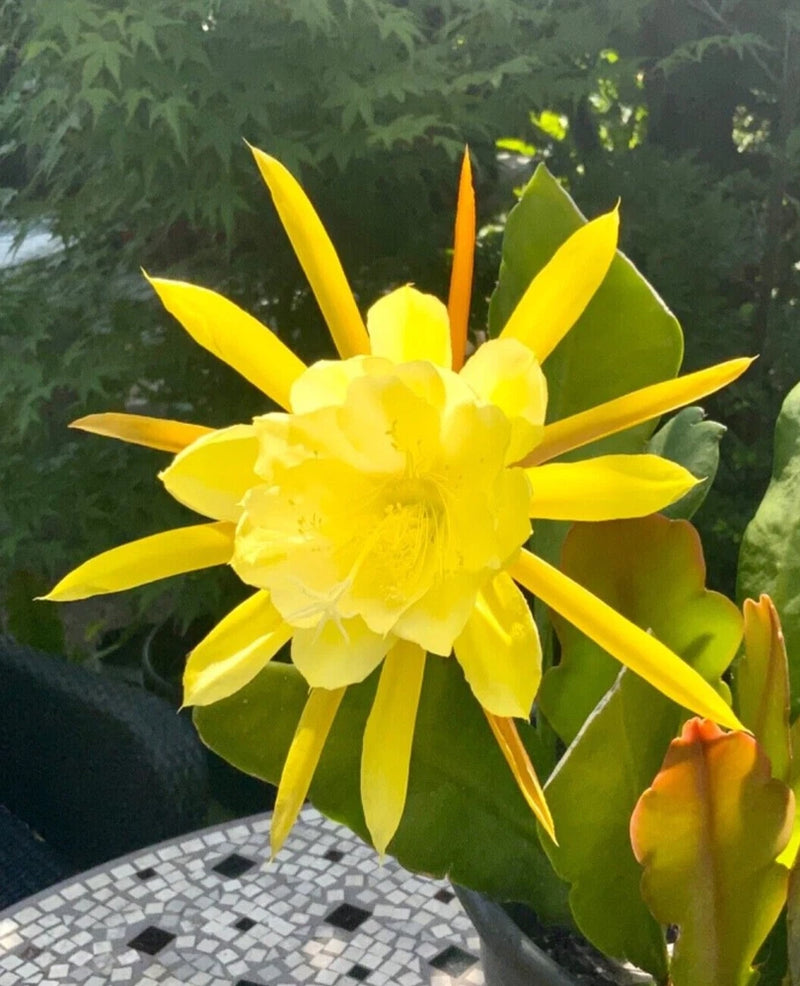Yellow Epiphyllum orchid cactus cutting with bright yellow star-shaped flower and green pads