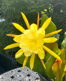 2 cuttings of a Yellow Epiphyllum orchid cactus each 5 to 8 inches long Orchids
