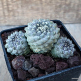 D3517 COPIAPOA BARQUITENSIS pot10-H6-W10 cm MaMa Cactus Green Plant