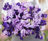 Sweet Pea PURPLE MIX  Fragrant Climbing Vine Purple Flowers Non-GMO 15 Seeds! Garden Plants