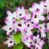 IN SPIKE / BUD ~ FRAGRANT ~ Dendrobium Nobile Type Orchid ~ Love Memory 'Fizz' Orchids