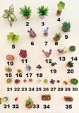 Dollhouse Miniature Plants - Choice of 1 - All Scales - 36 to Choose From Flowering Plants