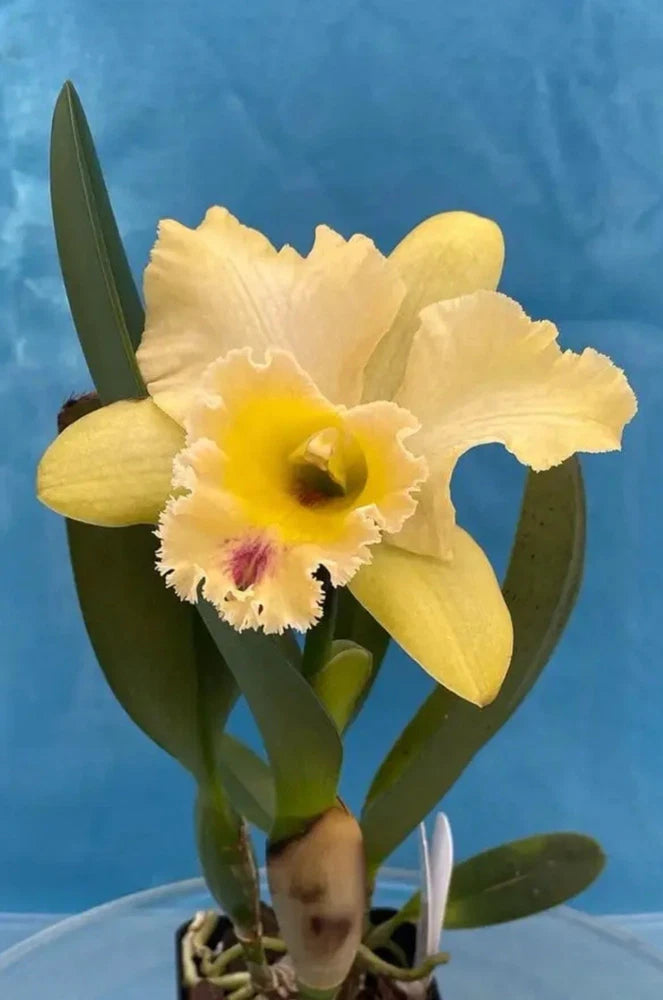 Yellow and cream orchid with ruffled petals and green leaves, potted plant