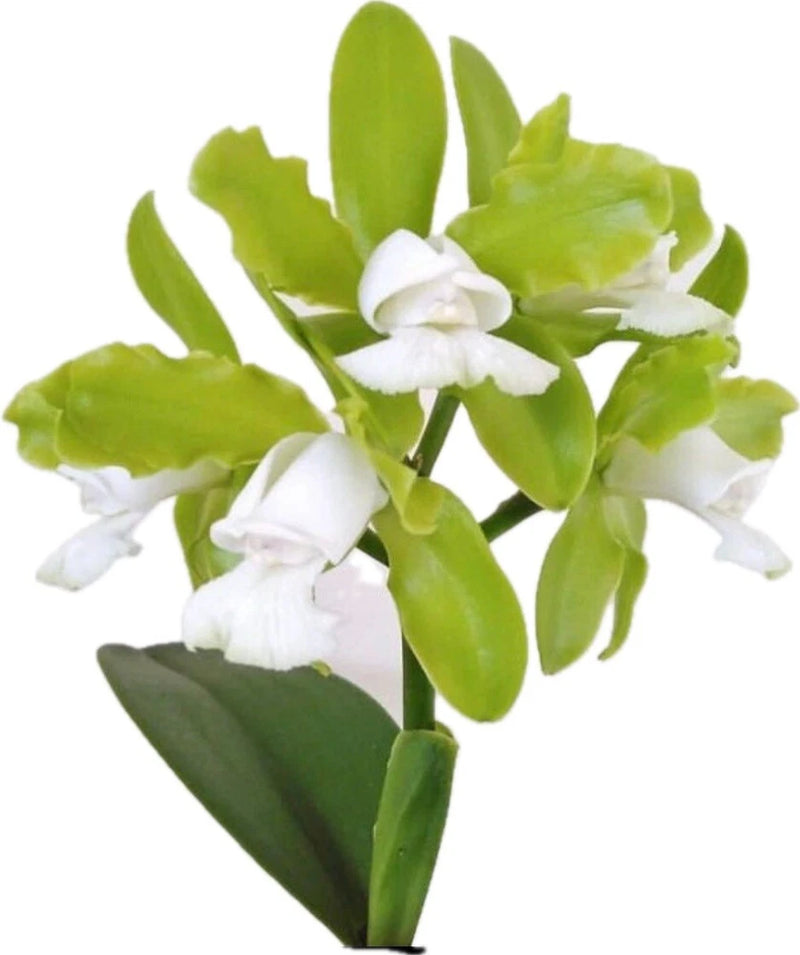 Pot orchid with white blossoms and bright green leaves