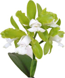 Cattleya Leopoldi Alba ÔEmeraldÕ HCC/AOS x Too Good AM/AOS 2Ó Pot Orchids