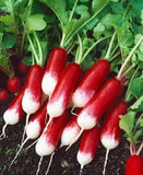 700+ FRENCH BREAKFAST RADISH SEEDS. FRESH FOR GARDENS Garden Plants