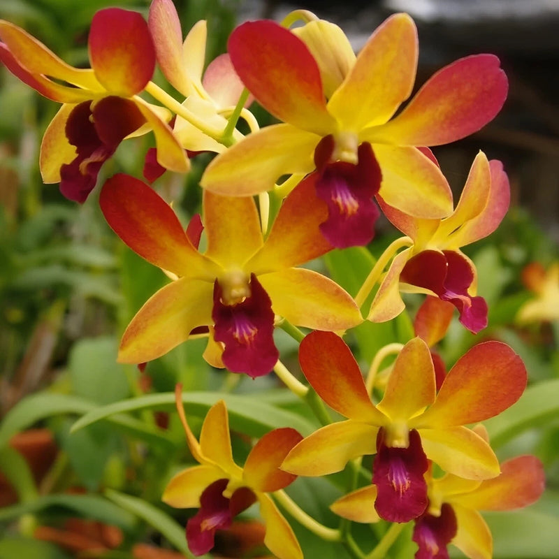Yellow and red dendrobium orchid blooms with deep purple centers
