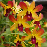 Yellow and red dendrobium orchid blooms with deep purple centers