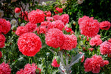 100 Giant Double RED PEONY POPPY Papaver Peoniflorum Flower Seeds Flowering Plants