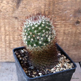 D5404 MAMMILLARIA SPINOSISSIMA pot10-H11-W6,5 cm MaMa Cactus Green Plant