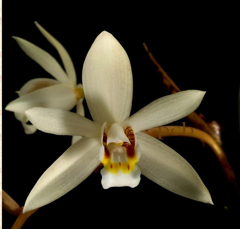 Ivory orchid flower with five pointed petals and yellow-red center