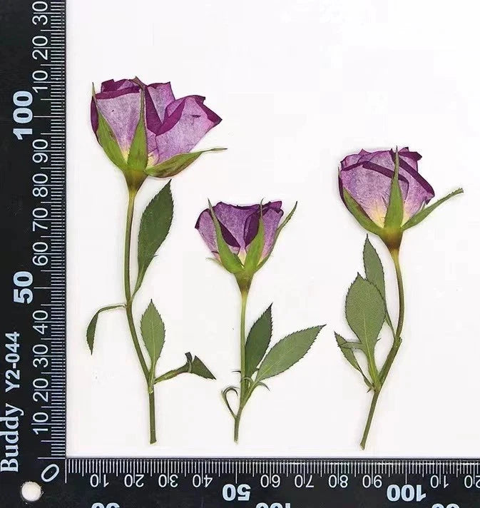 Pressed dried rose heads with leaves and stems, purple-pink set