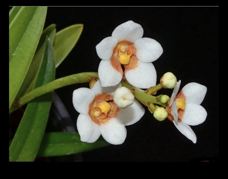 White orchid flowers with orange centers and green leaves
