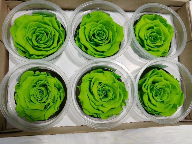 6-pack lime green preserved eternity roses in clear round boxes, six full blooms