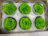 Preserved Roses - Eternity Rose - Mothers Day - Lime Green - 6 Pack Roses