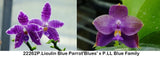 P. Lioulin Blue Parrot 'Blue' x P. LL Blue Family Orchids