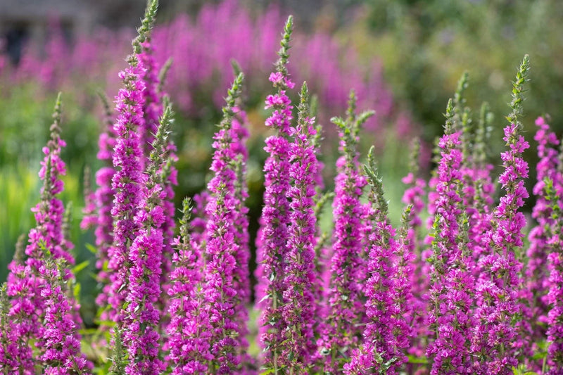 1000 PINK WINGED LOOSESTRIFE Lythrum Alatum Flower Seeds Flowering Plants