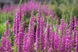 1000 PINK WINGED LOOSESTRIFE Lythrum Alatum Flower Seeds Flowering Plants