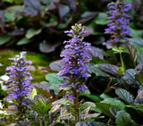 NEW! 30+ AJUGA REPTANS FLOWER SEEDS / PERENNIAL / DEER RESISTANT GROUND COVER Flowering Plants