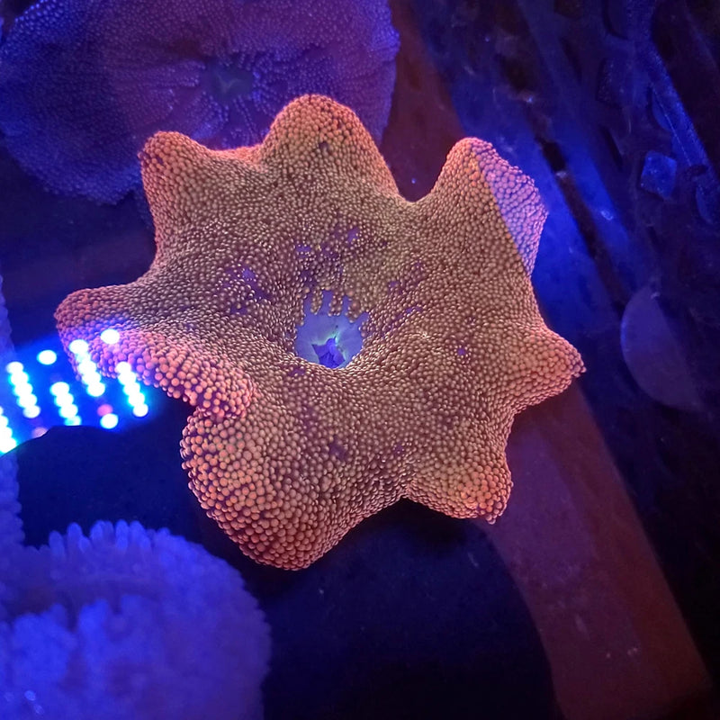 Rainbow Haddoni Carpet Anemone (5-6 Inch) Anemone