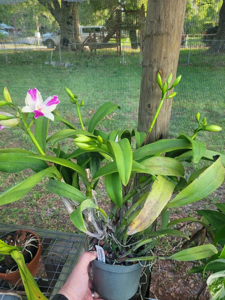 Potted orchid plant with pink-and-white blooms and green leaves