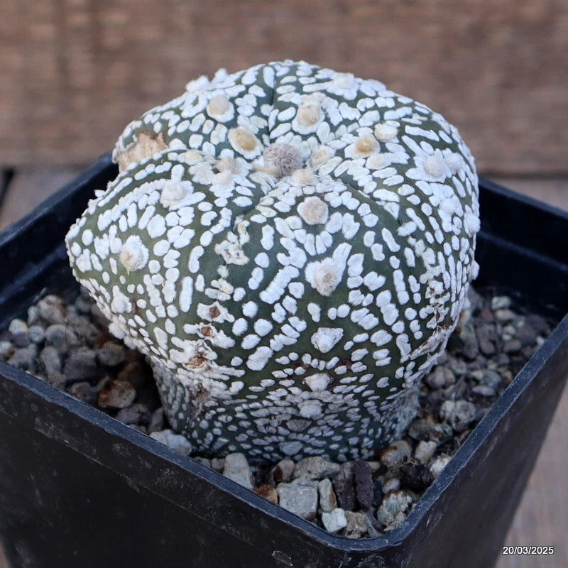 Astrophytum superkabuto cactus in black pot, spotted white patterns on dark green top.
