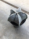 Astrophytum myriostigma Cactus plant  Size 4Ó Garden Plants