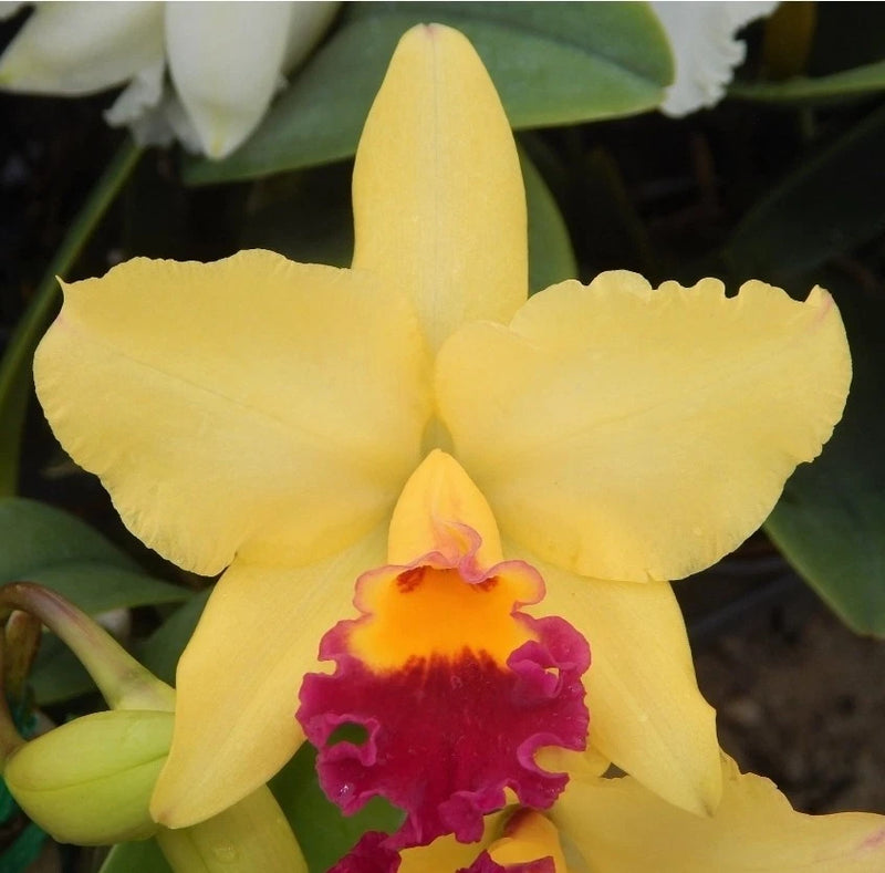 Blooming yellow cattleya orchid with magenta and red center