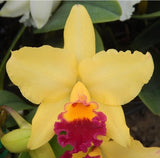 Blooming yellow cattleya orchid with magenta and red center