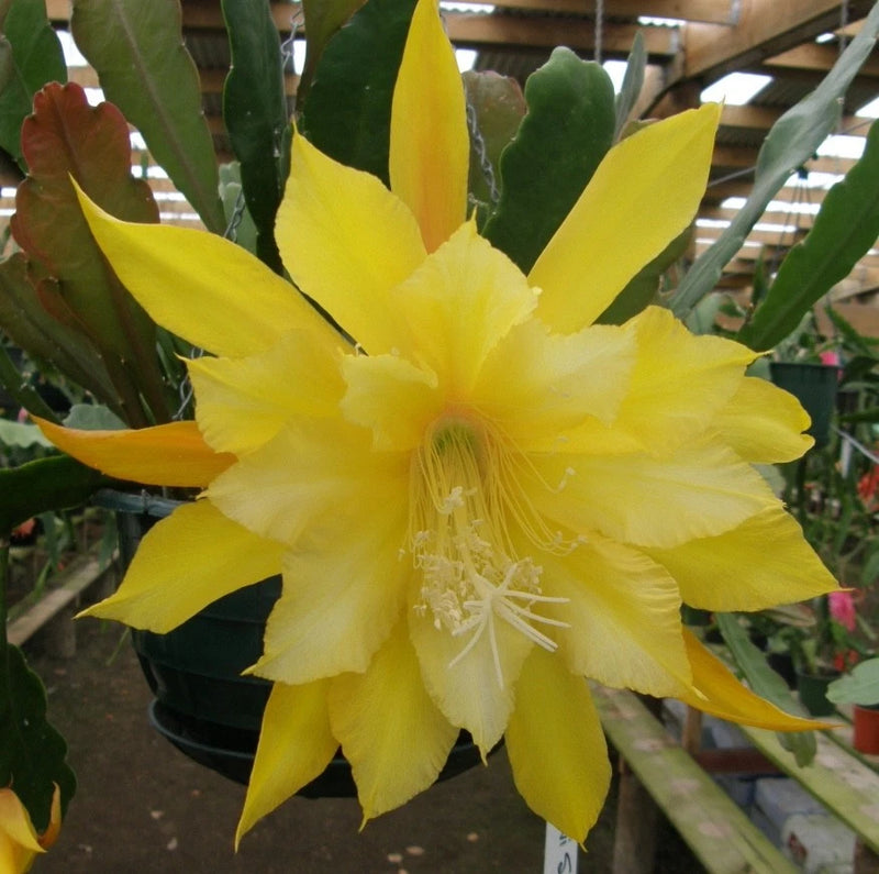Yellow orchid cactus flower with layered petals and long stamens