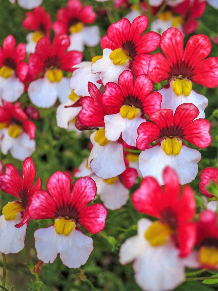 50 RED & WHITE NEMESIA Strumosa Danish Flag Fragrant Bicolor Flower Seeds Flowering Plants