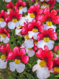 50 RED & WHITE NEMESIA Strumosa Danish Flag Fragrant Bicolor Flower Seeds Flowering Plants