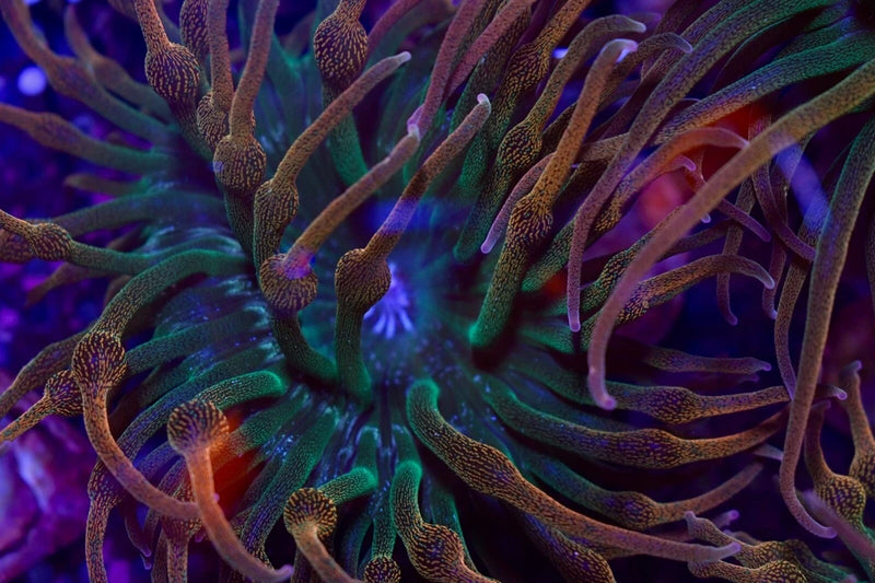 Rainbow Bubble tip Anemones Anemone