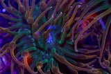 Rainbow Bubble tip Anemones Anemone