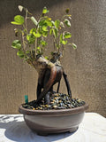 Old Orchid Tree ( Bauhinia Ariegata) Bonsai Tree,,, sale Orchids