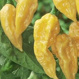 25 + seeds Fatalii Yellow  hot pepper garden planting spicy food Garden Plants