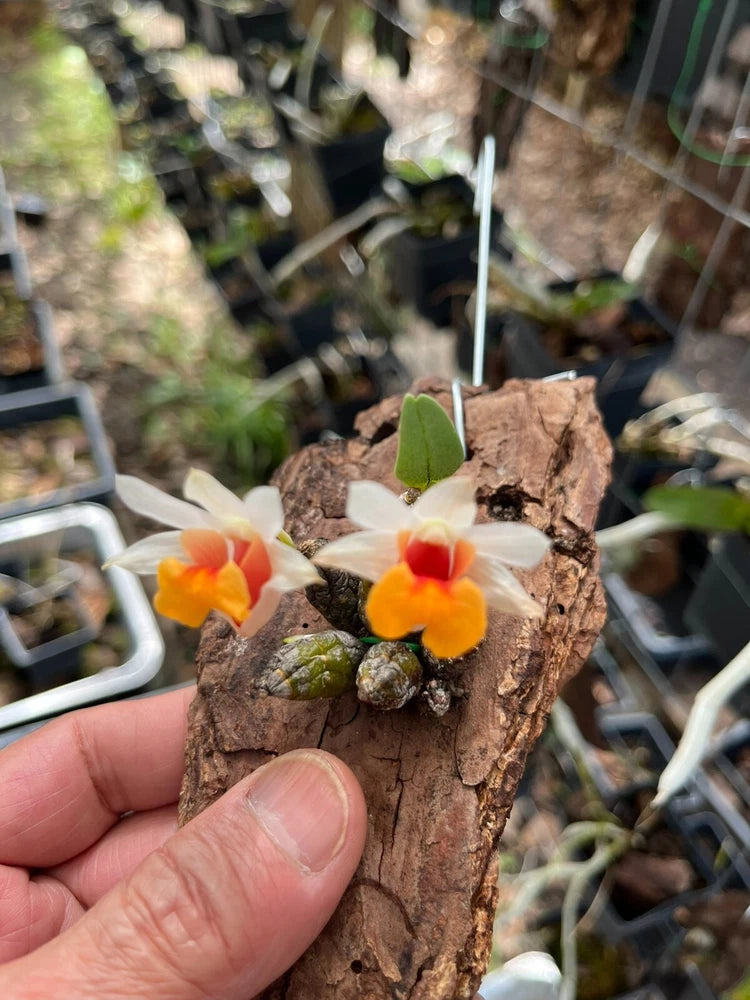 Blooming orchid plant on bark mount with small orange and yellow flowers