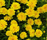 COREOPSIS EARLY SUNRISE PERENNIAL Coreopsis Grandiflora - 200 Bulk Seeds Garden Plants