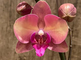 Pink and yellow Phalaenopsis orchid with three broad petals and a dark center lip
